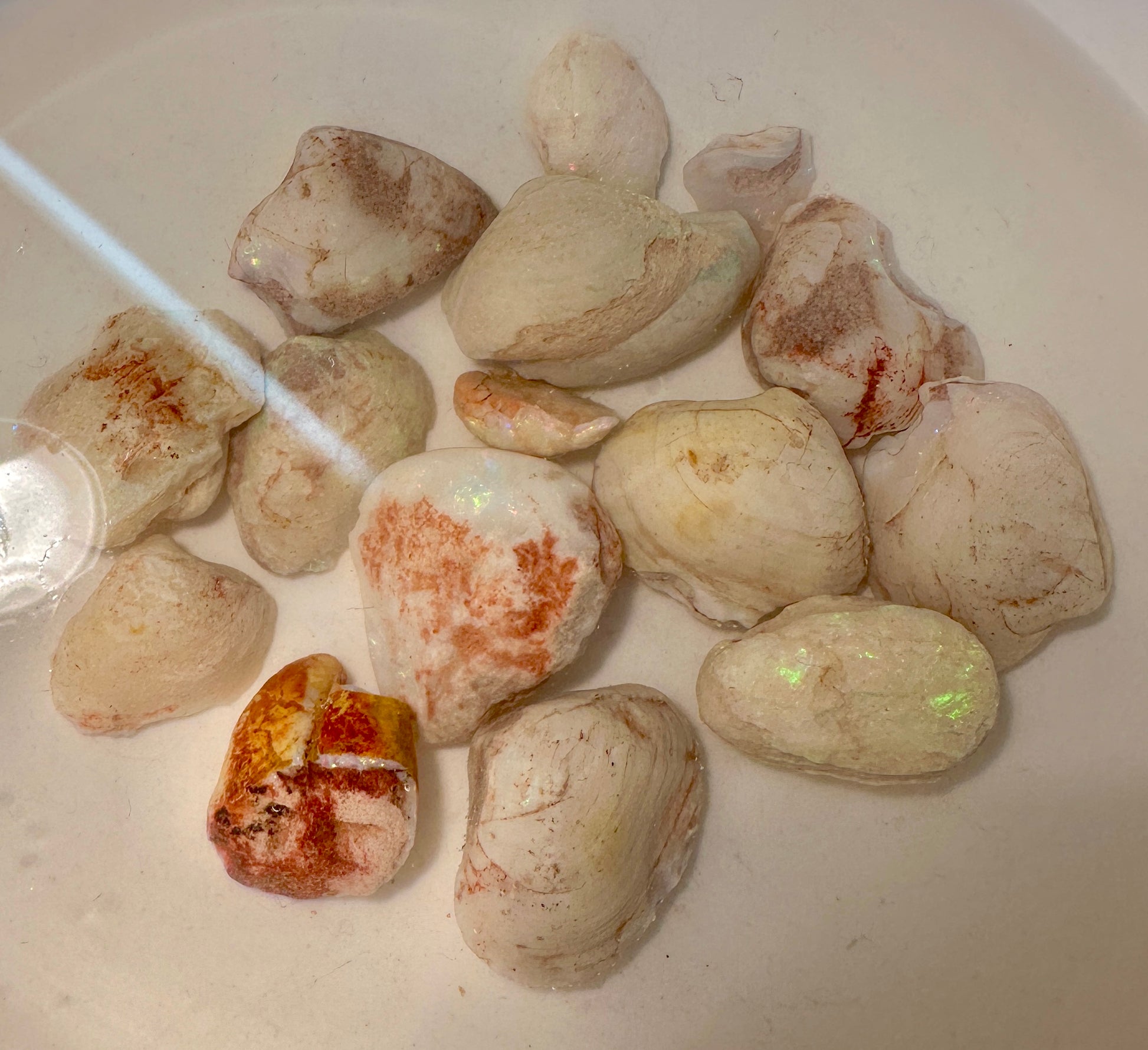 Opal Essence Opalized Cockle Shells Multicoloured