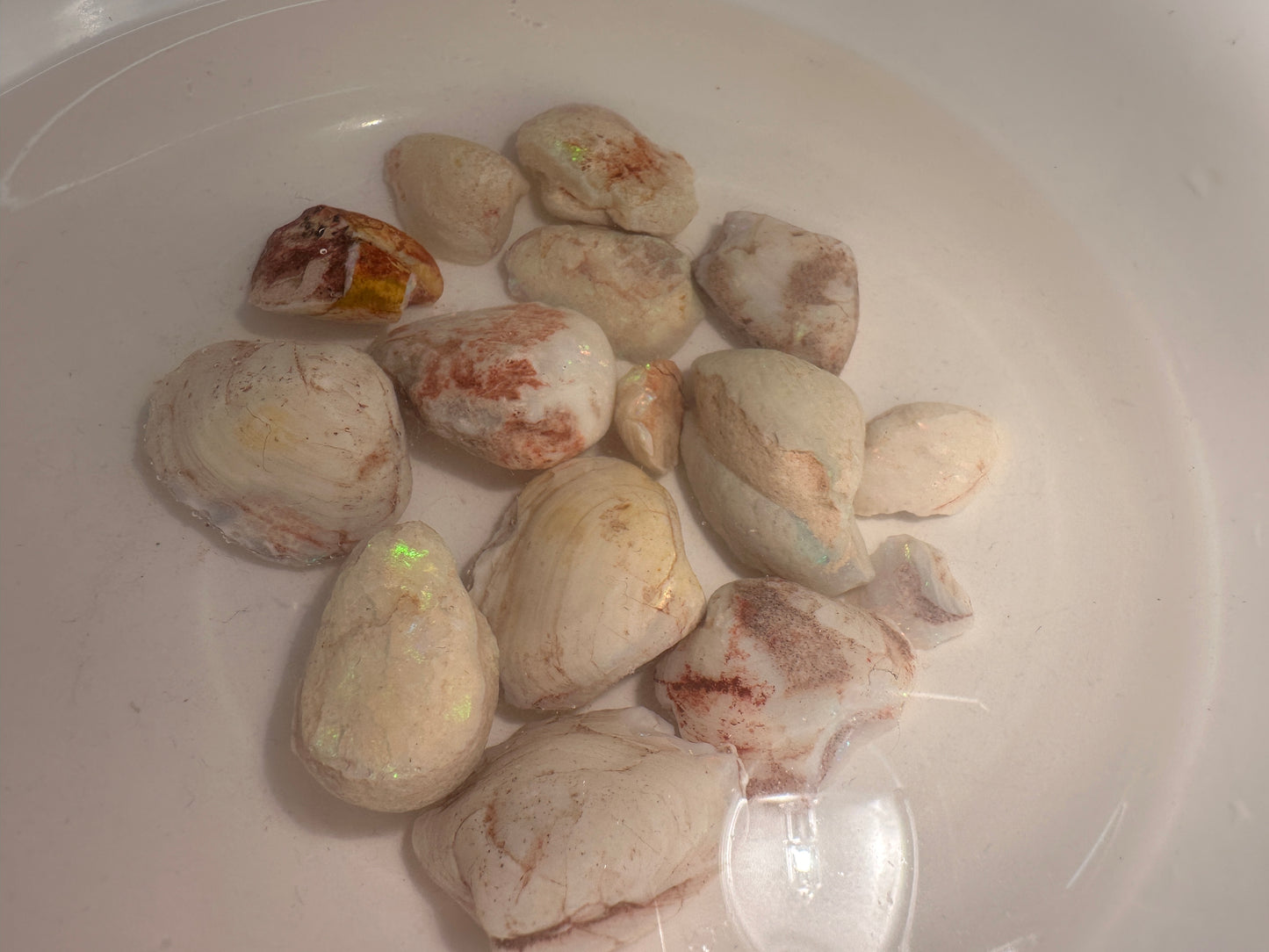 Opal Essence Opalized Cockle Shells Multicoloured