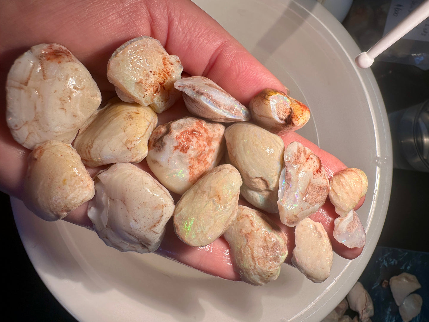 Opal Essence Opalized Cockle Shells Multicoloured
