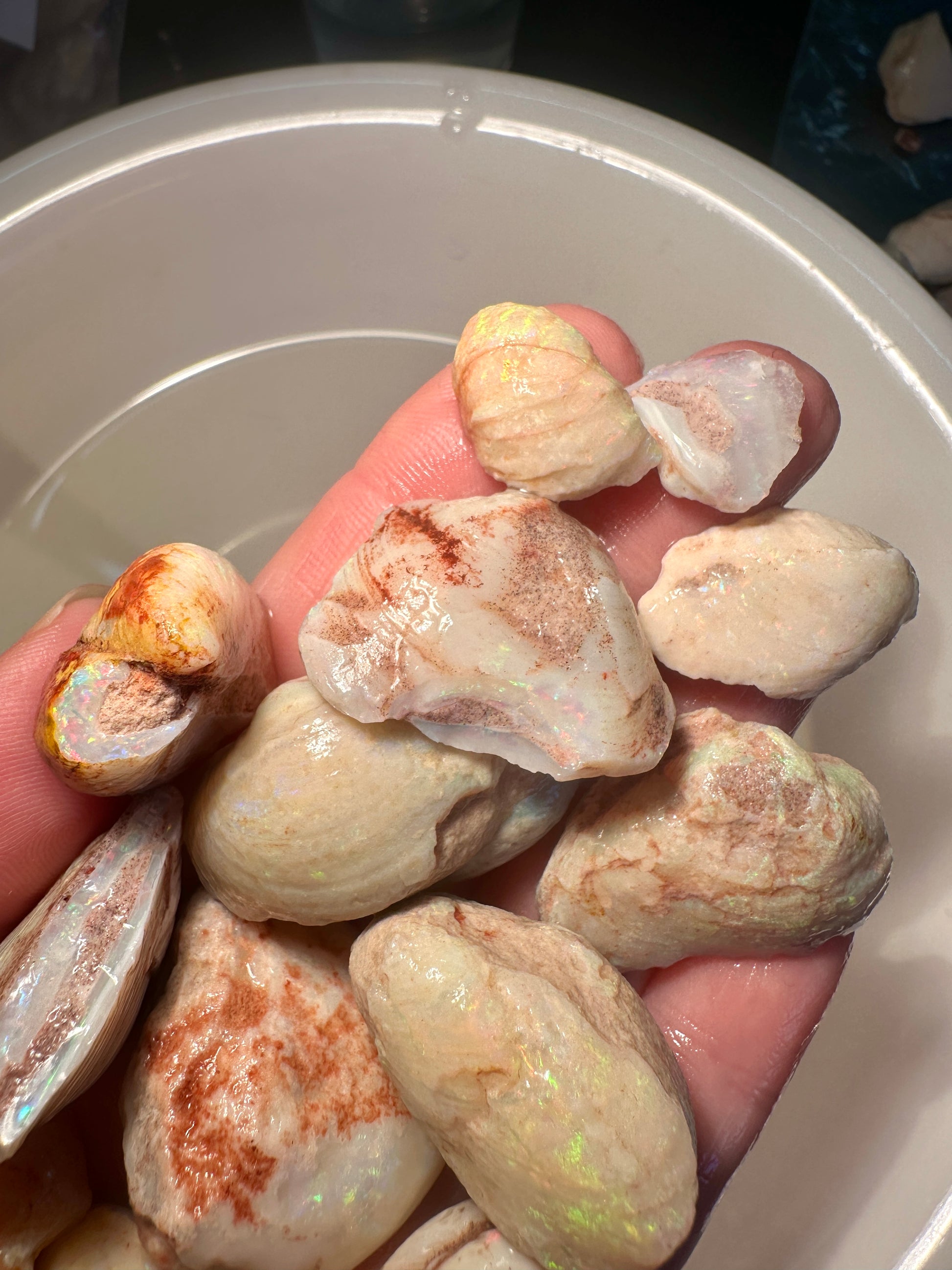Opal Essence Opalized Cockle Shells Multicoloured