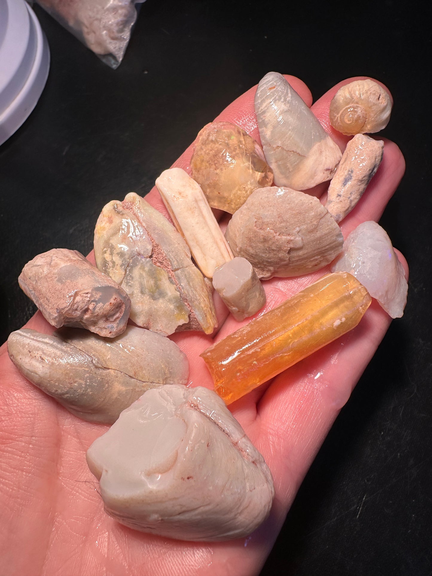 Opal Essence Opalized Cockle Shells Multicoloured