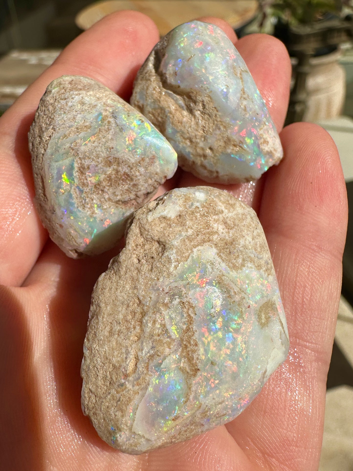 Parcel of 3 Opalized fossil shells 142.875 cts potential pendant or jewellery or ornament 