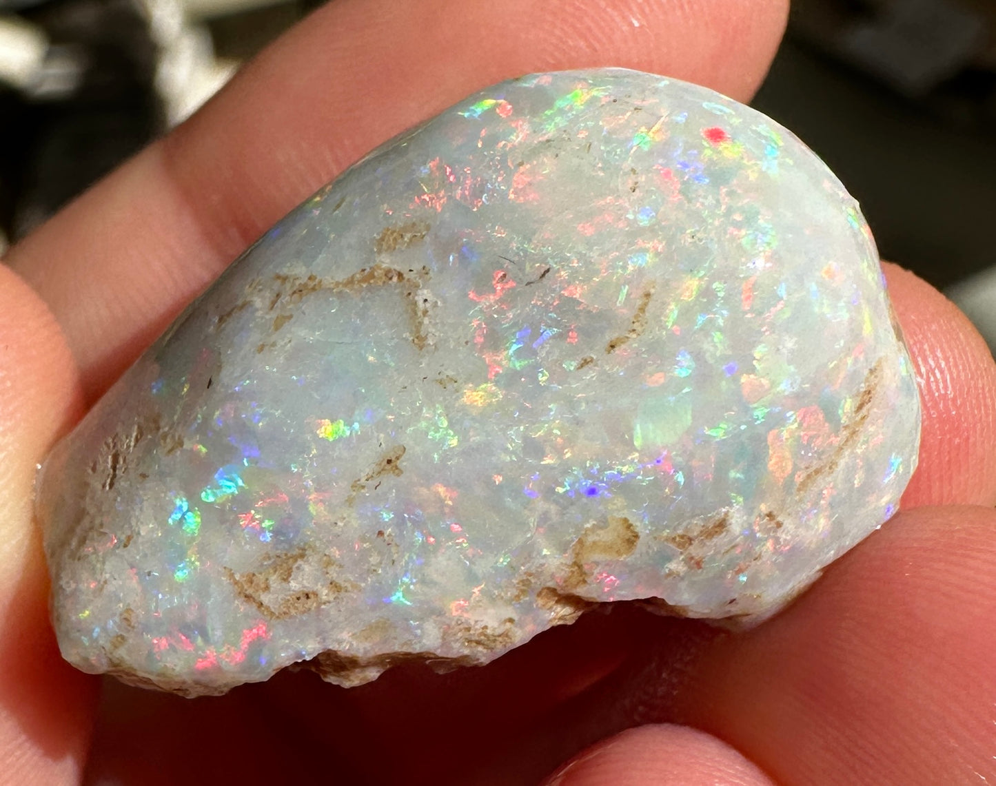 Parcel of 3 Opalized fossil shells 142.875 cts potential pendant or jewellery or ornament 