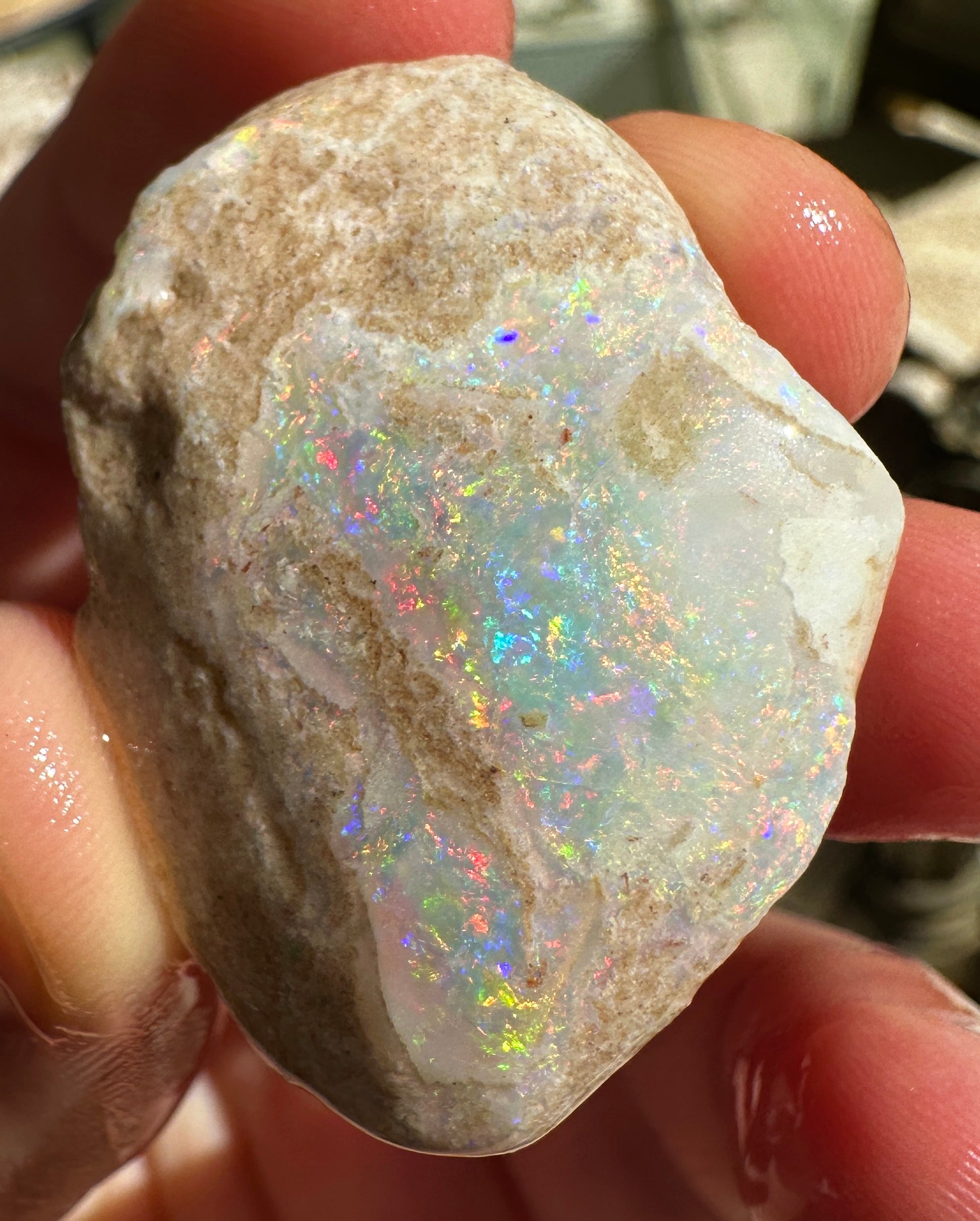 Parcel of 3 Opalized fossil shells 142.875 cts potential pendant or jewellery or ornament 