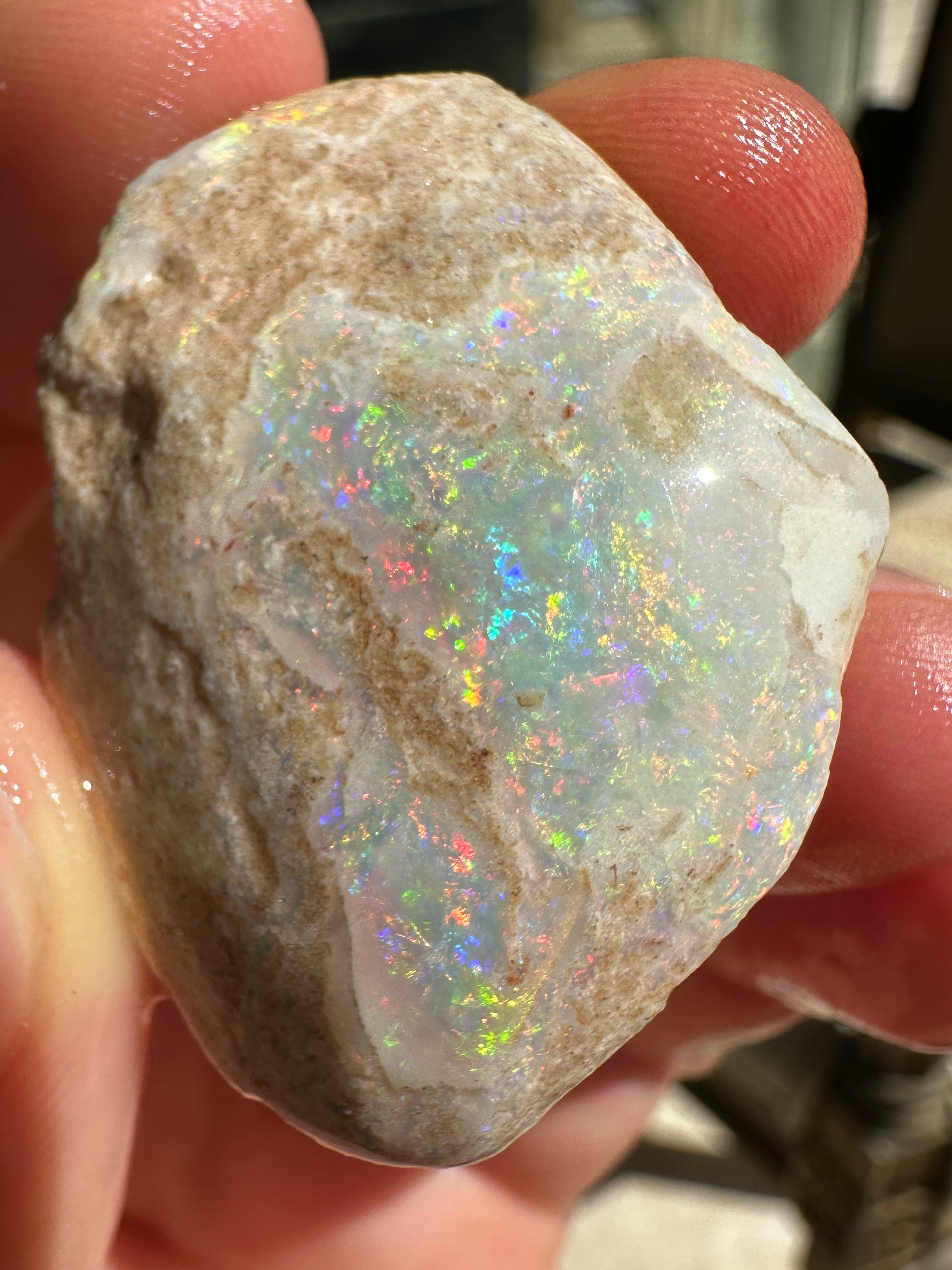 Parcel of 3 Opalized fossil shells 142.875 cts potential pendant or jewellery or ornament 