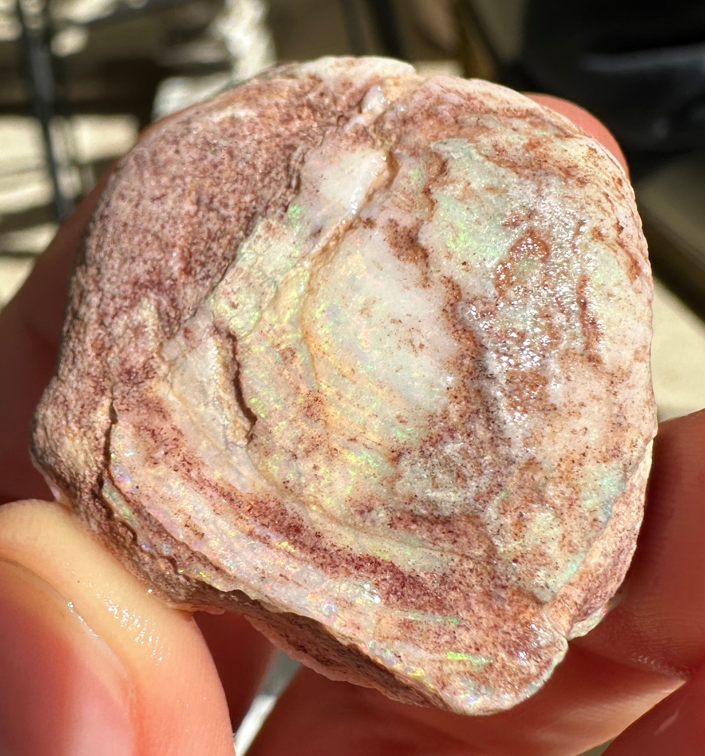Opal Cockle Australian Opalized fossil shell 116.135 cts multicoloured 