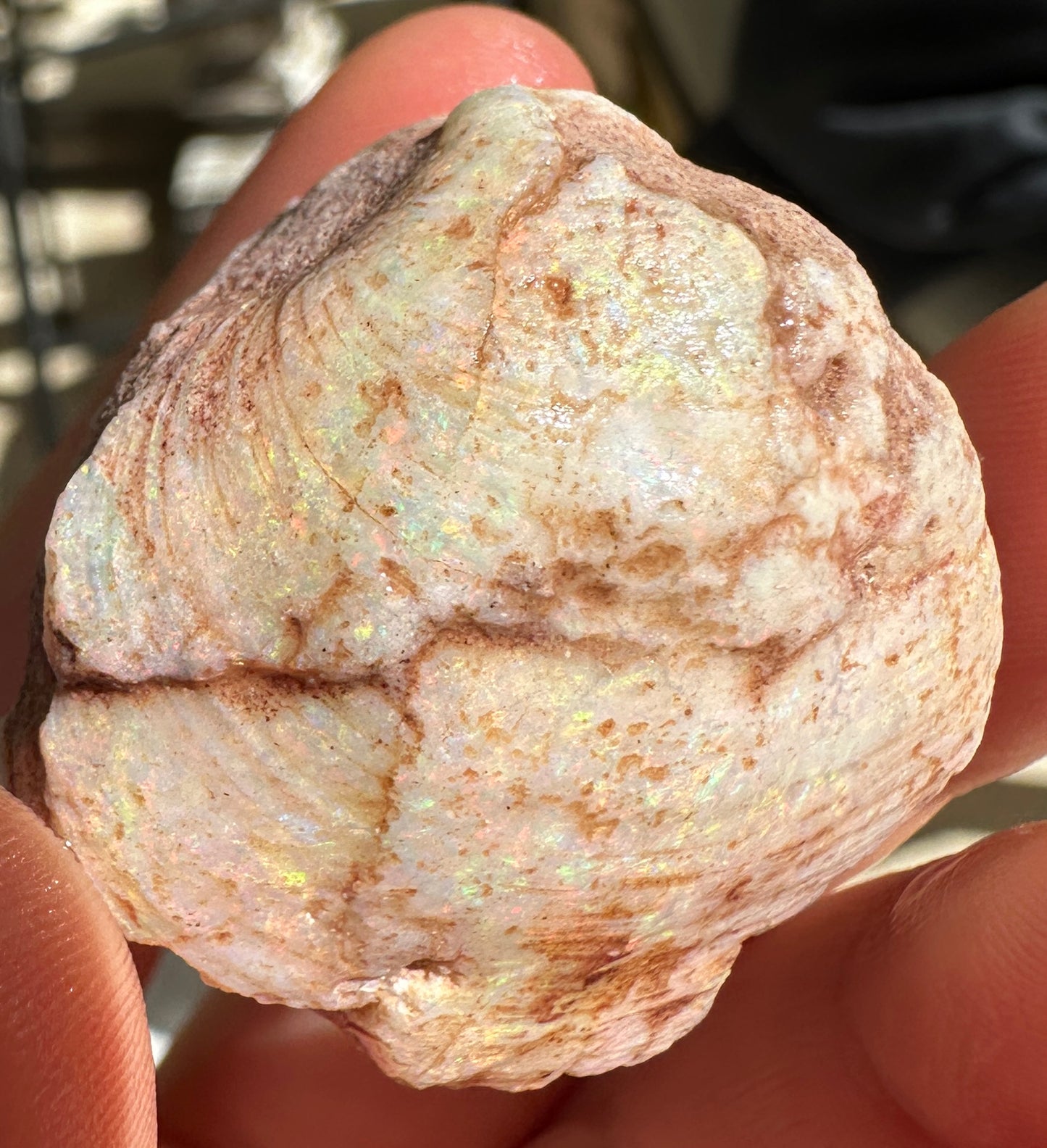 Opal Cockle Australian Opalized fossil shell 116.135 cts multicoloured 