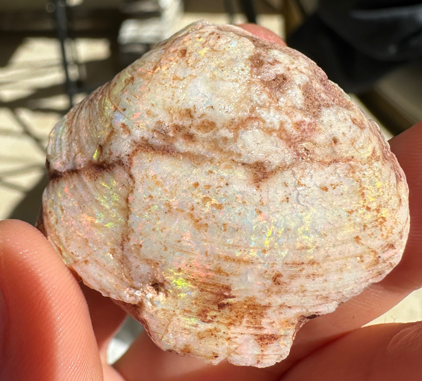Opal Cockle Australian Opalized fossil shell 116.135 cts multicoloured 