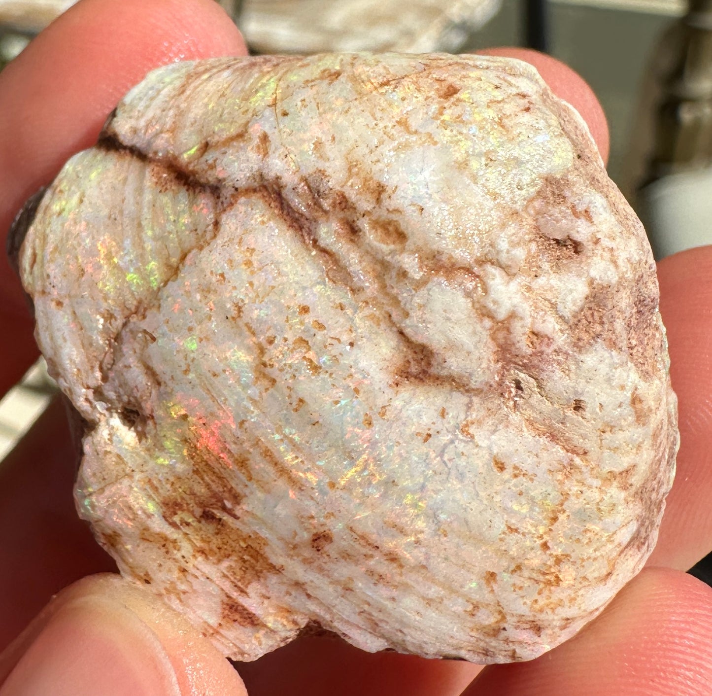 Opal Cockle Australian Opalized fossil shell 116.135 cts multicoloured 