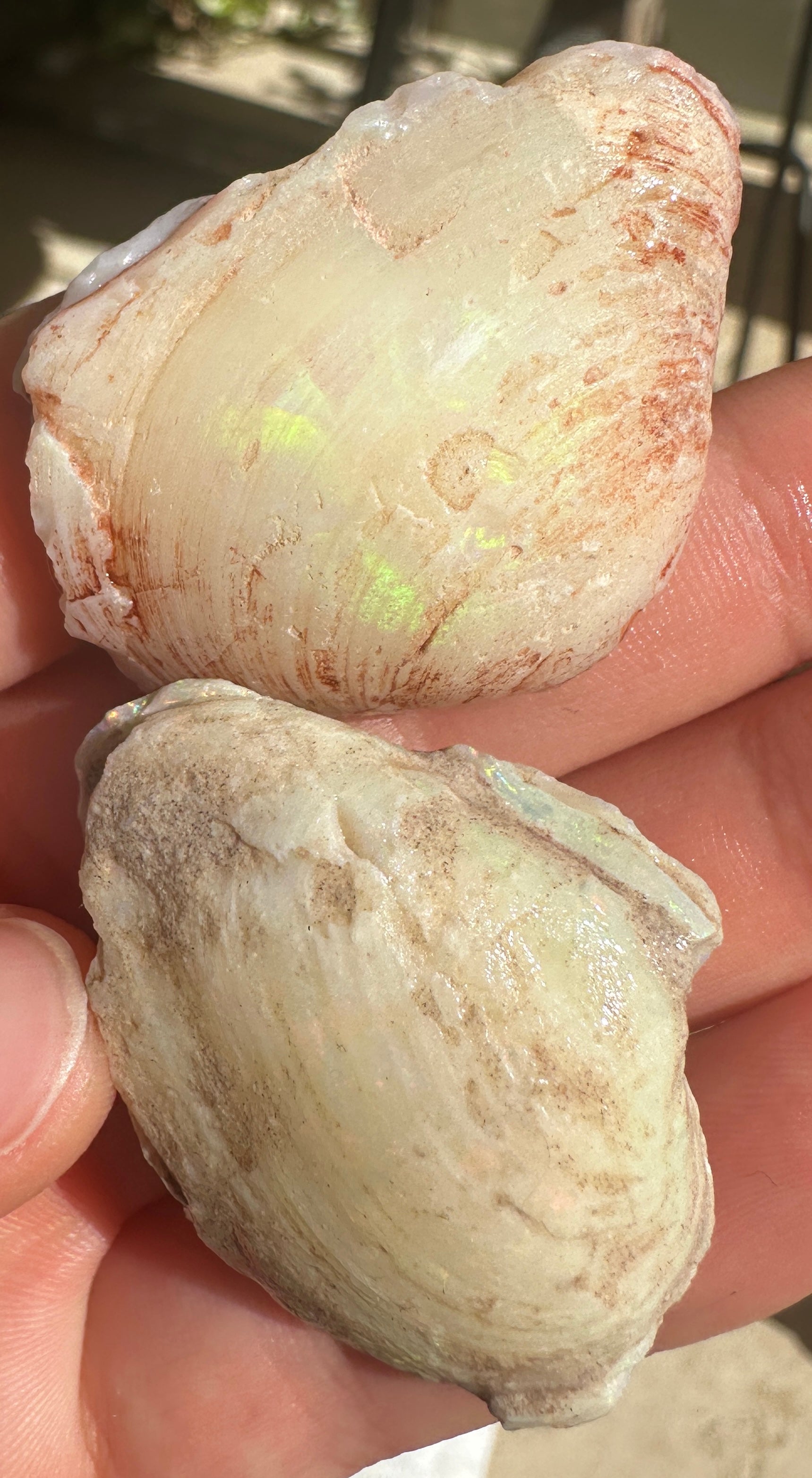 Opal Cockle Australian Opalized fossil shell 146.785 cts multicoloured 