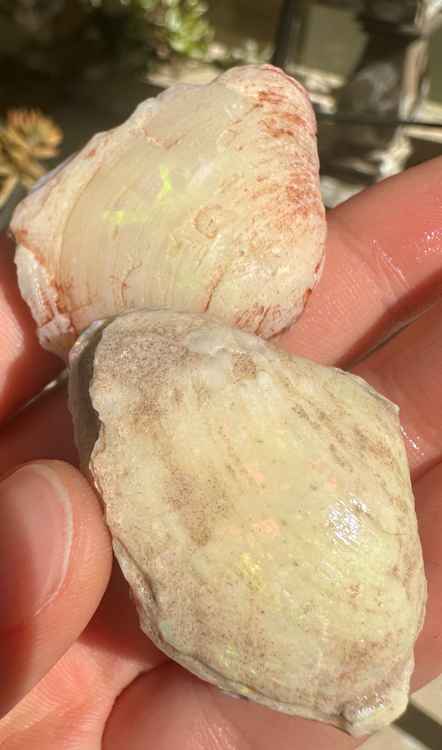 Opal Cockle Australian Opalized fossil shell 146.785 cts multicoloured 