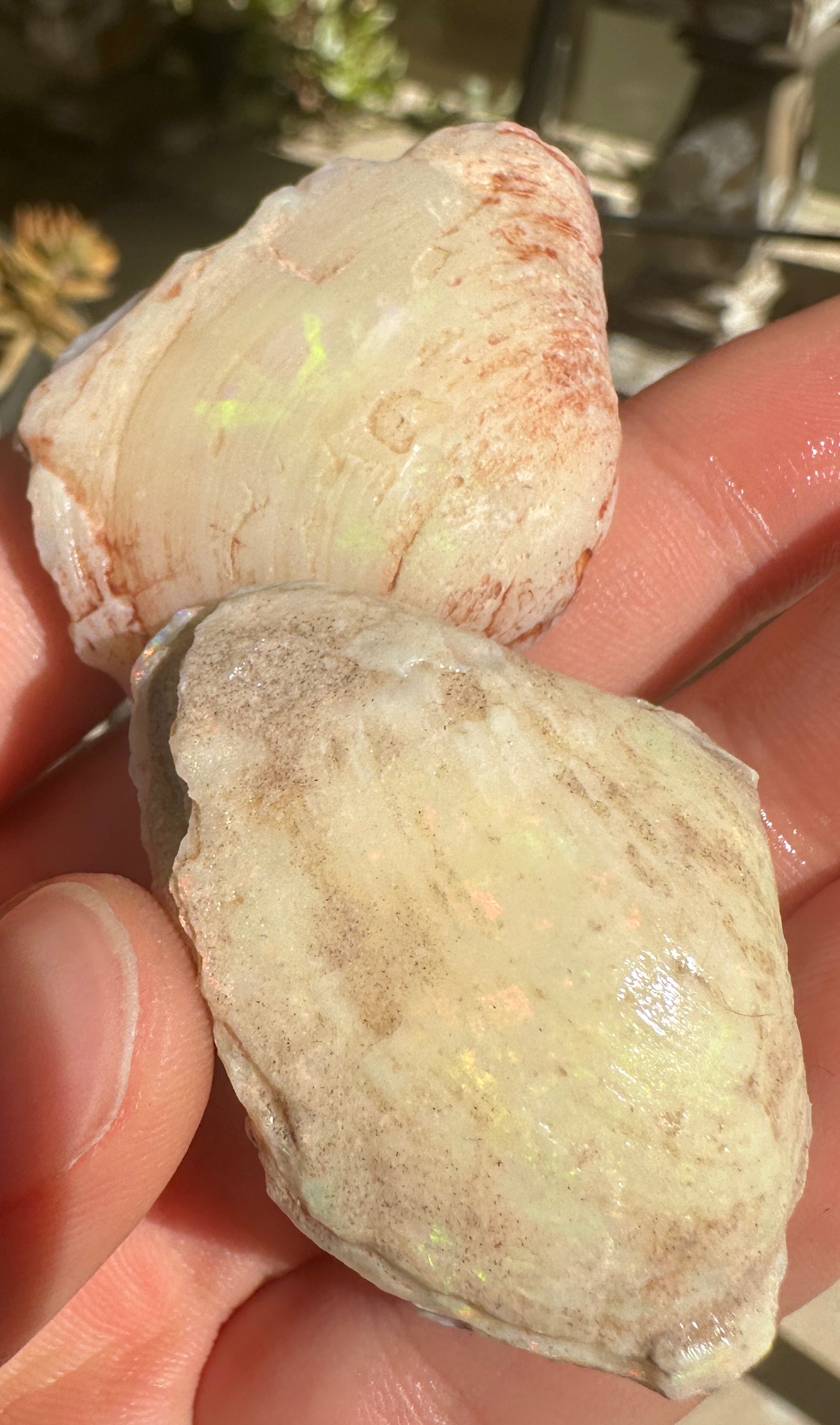 Opal Cockle Australian Opalized fossil shell 146.785 cts multicoloured 