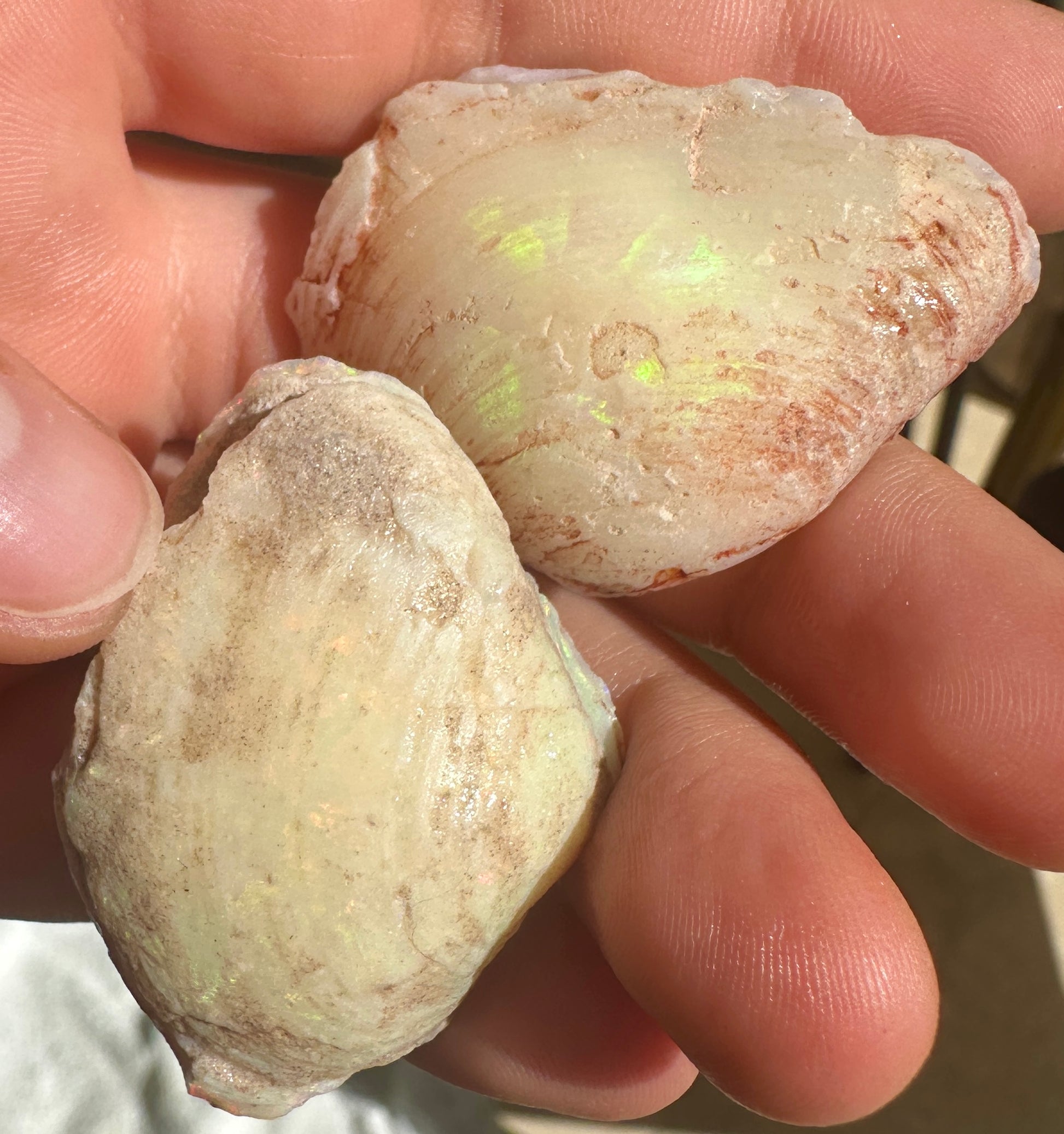 Opal Cockle Australian Opalized fossil shell 146.785 cts multicoloured 