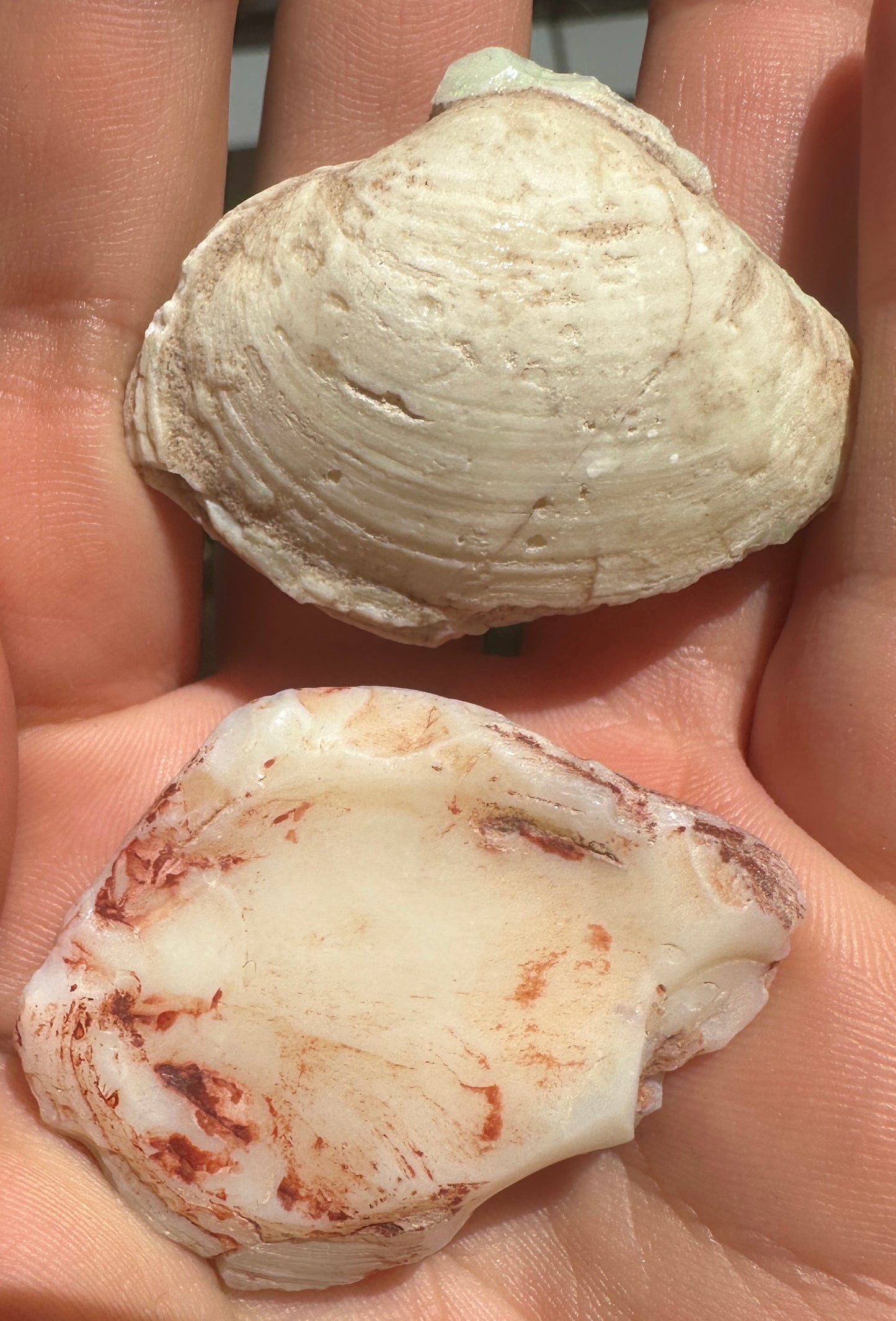 Opal Cockle Australian Opalized fossil shell 146.785 cts multicoloured 