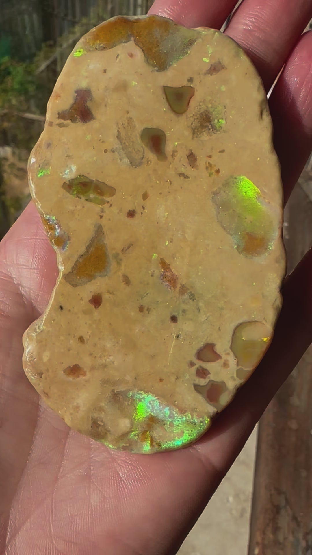 Unique Natural Australian Andamooka matrix opal 399.9 cts