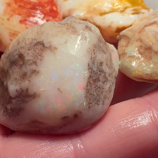 Opal Essence Opalized Cockle Shells Multicoloured