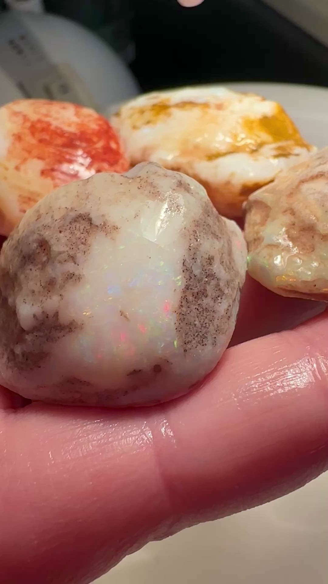Opal Essence Opalized Cockle Shells Multicoloured
