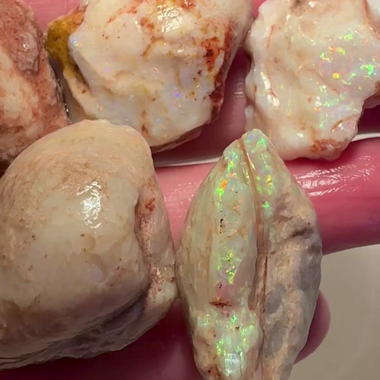 Opal Essence Opalized Cockle Shells Multicoloured