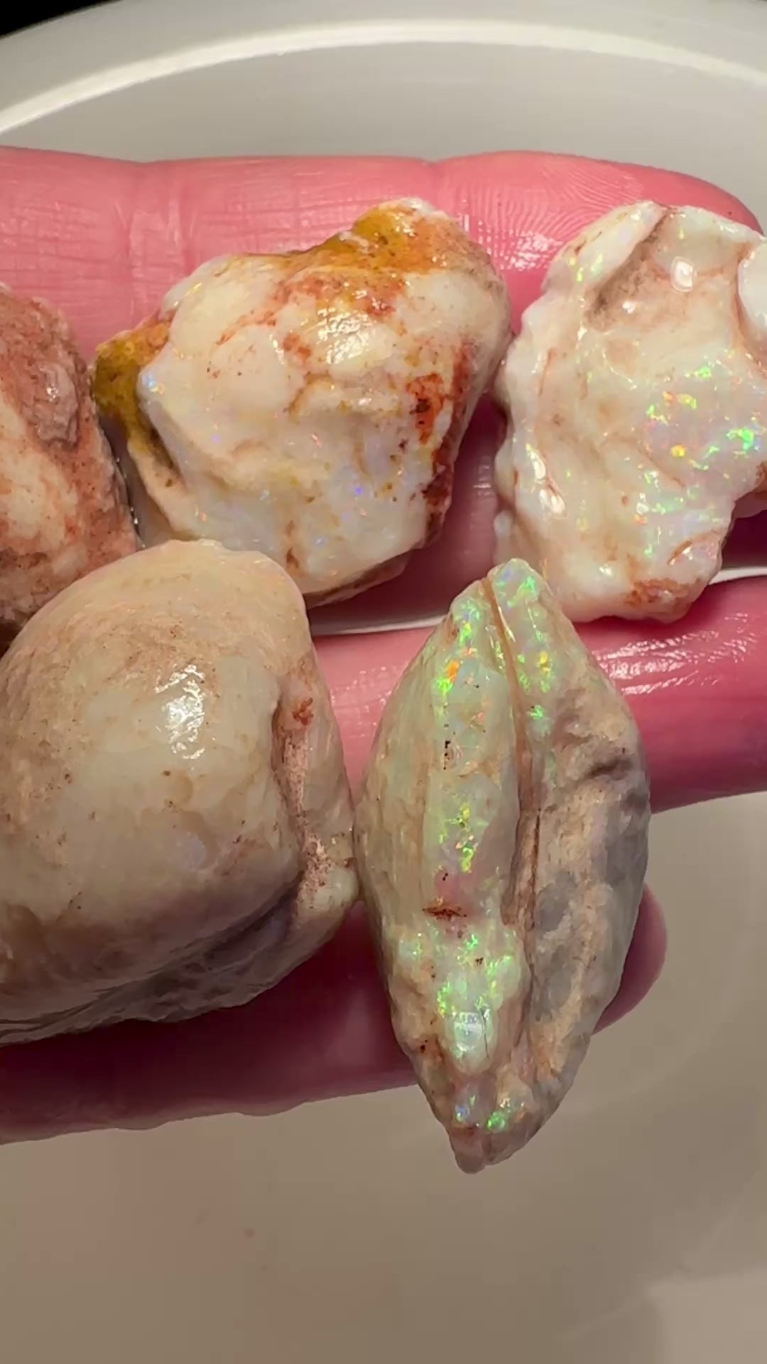 Opal Essence Opalized Cockle Shells Multicoloured