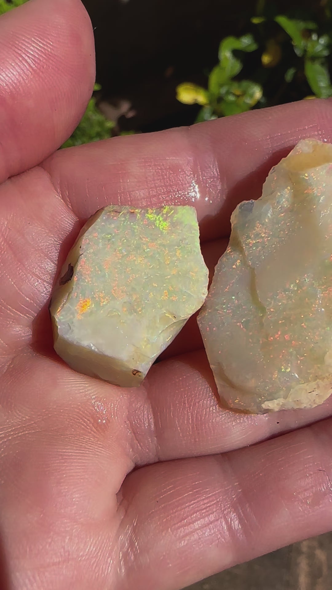 Australian Lambina Rough Uncut Opals
