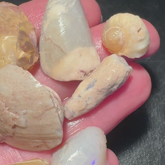 Opal Essence Opalized Cockle Shells Multicoloured
