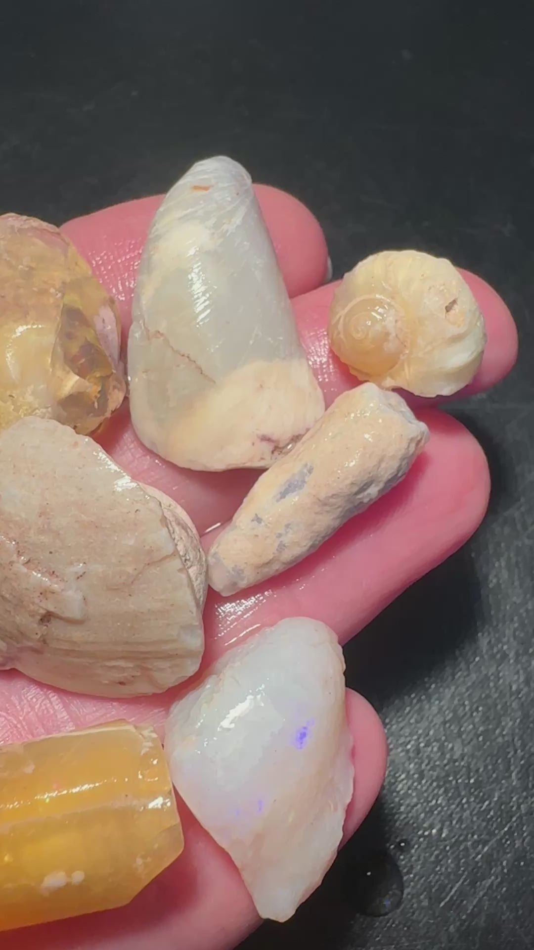 Opal Essence Opalized Cockle Shells Multicoloured